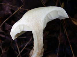 Hygrophorus eburneus, view of white thick flesh and broad gills.